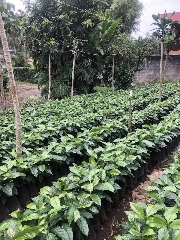 Vivero con plantas jóvenes de café